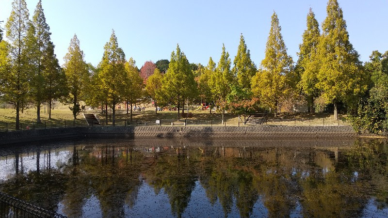 藤山健康文化公園の木々