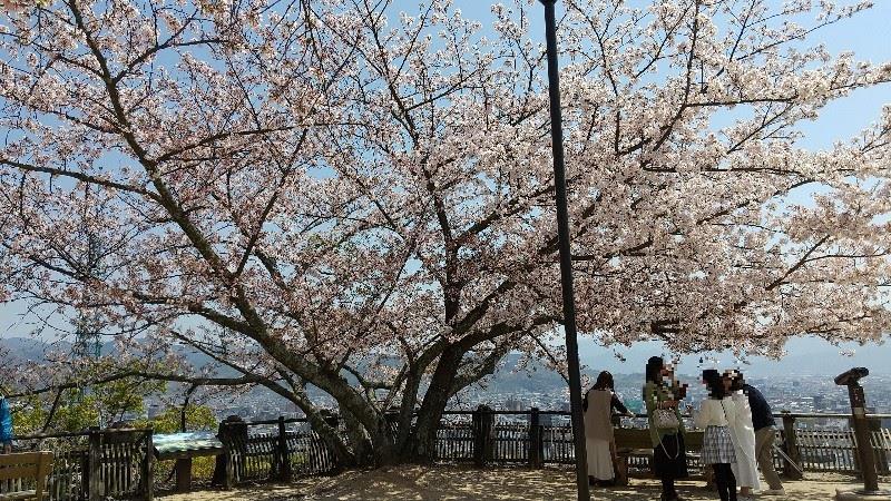 愛媛の観光スポット松山城の満開の桜