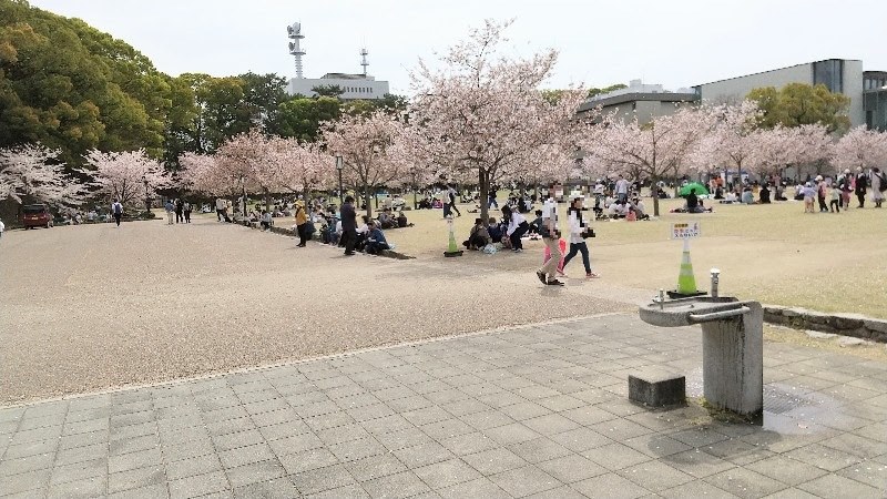 松山市、城山公園堀之内の満開の桜