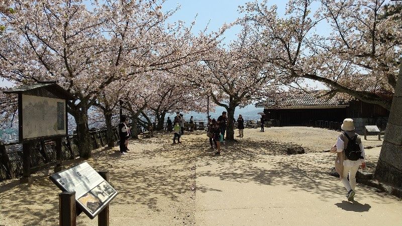松山城の満開の桜