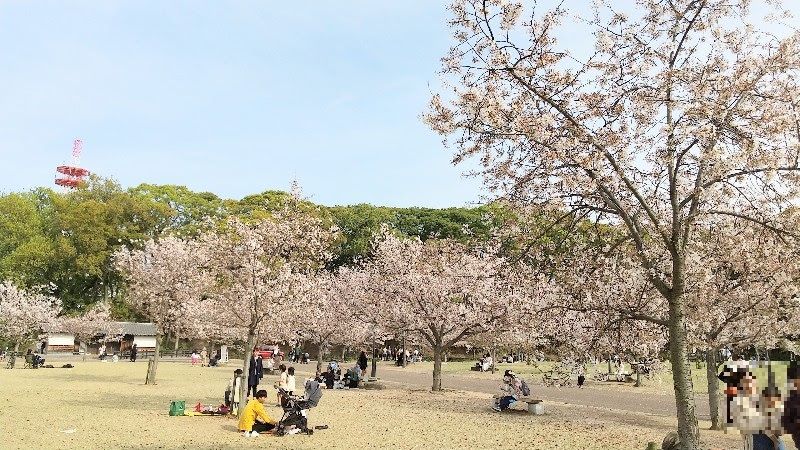 桜が満開の、城山公園堀之内