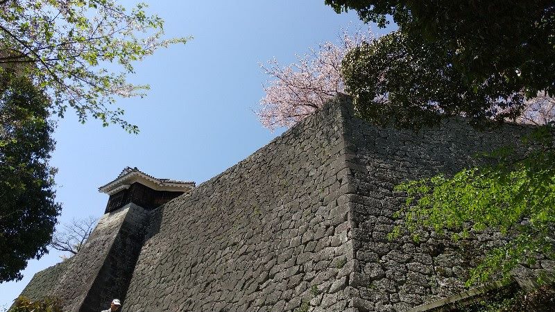 松山城の石垣と満開の桜