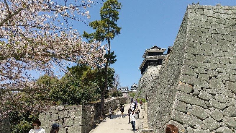 桜満開の松山城