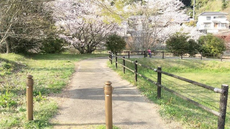 桜が満開の玉川龍岡運動公園