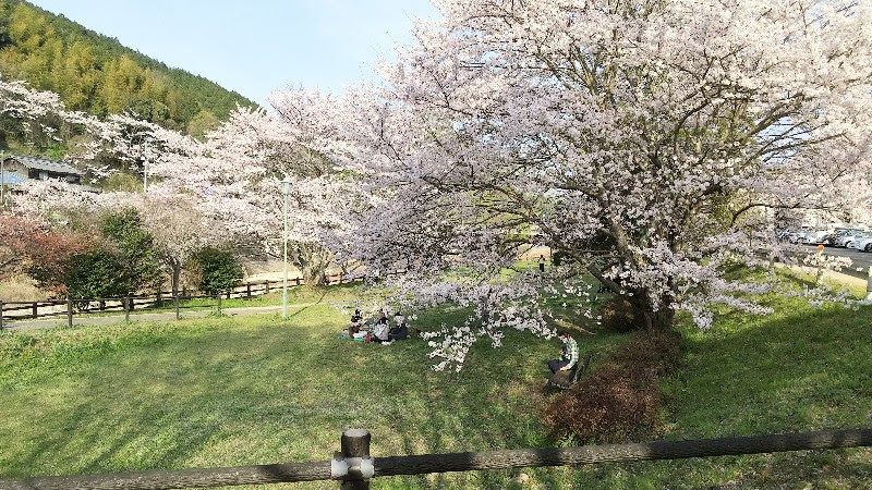 今治市、桜が満開の玉川龍岡運動公園