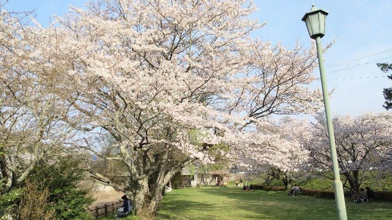 今治市、桜が満開の玉川龍岡運動公園