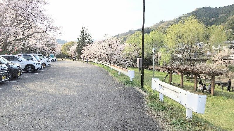 桜祭り中の玉川湖畔の里の駐車場、今治市