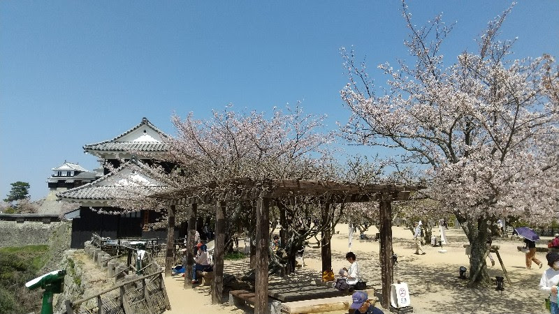 松山城と満開の桜