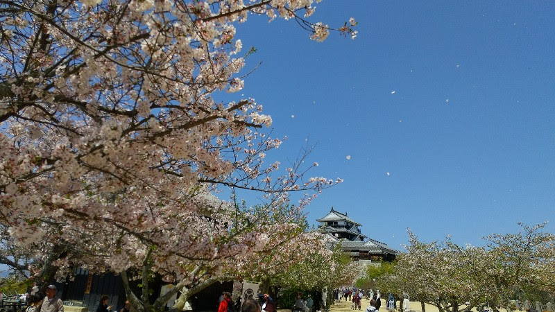 松山城と満開の桜