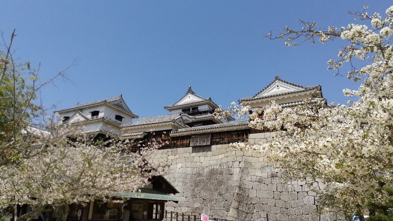 松山城天守と満開の桜