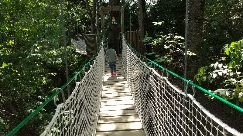 えひめ森林公園のキャノピーウォーク、吊り橋を渡る