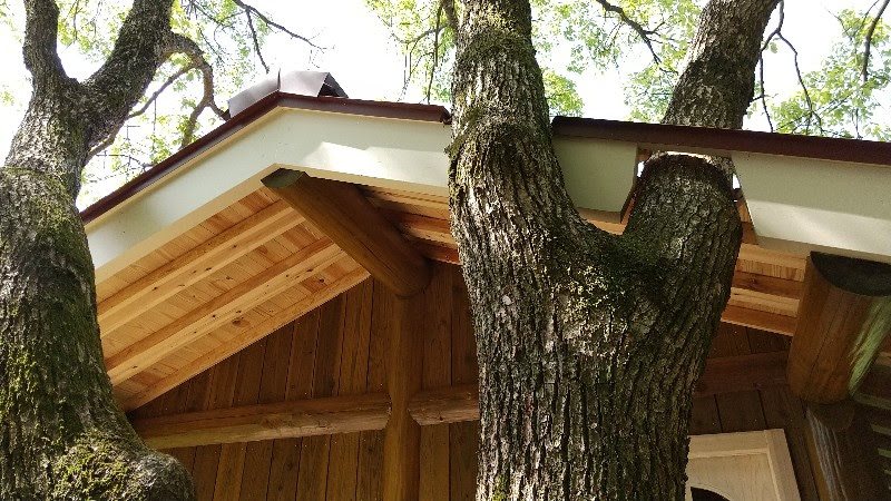 えひめ森林公園のツリーハウスの屋根から木が飛び出た様子