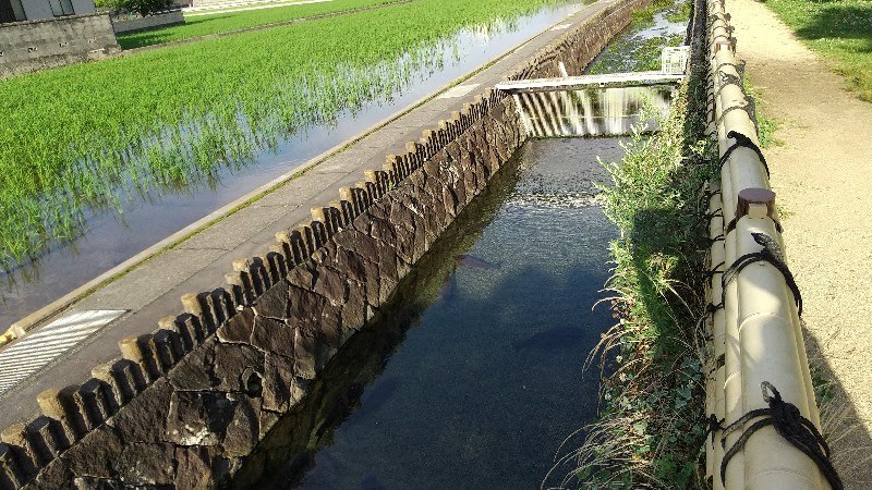 松山市の水遊び＆川遊びができる人気スポット「杖ノ淵公園」の鯉が泳ぐ川