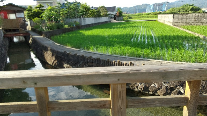 松山市の水遊び＆川遊びができる人気スポット「杖ノ淵公園」横の川と田んぼ