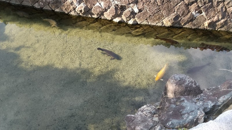 松山市の水遊び＆川遊びができる人気スポット「杖ノ淵公園」の鯉が泳ぐ川