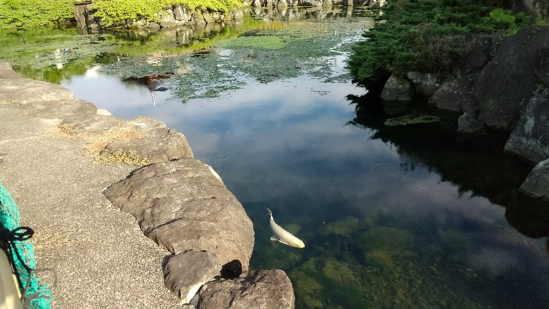 松山市の水遊び＆川遊びができる人気スポット「杖ノ淵公園」の湧水池を泳ぐ鯉