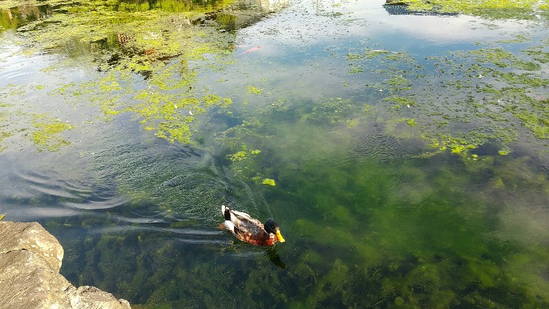 松山市の水遊び＆川遊びができる人気スポット「杖ノ淵公園」の湧水池を泳ぐ鴨