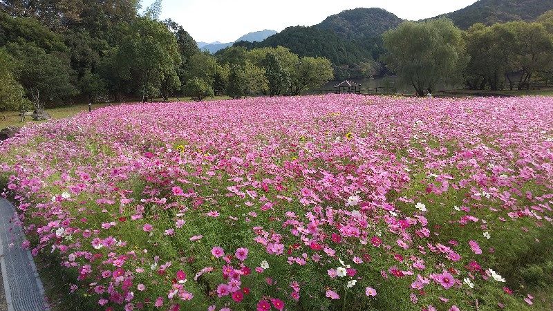 秋に行きたい愛媛のコスモス花畑、宇和島市三間町にある中山池自然公園のコスモス花畑