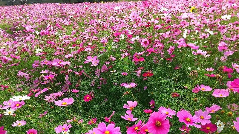 愛媛おすすめのコスモス花畑、宇和島市三間町にある中山池自然公園のコスモス花畑