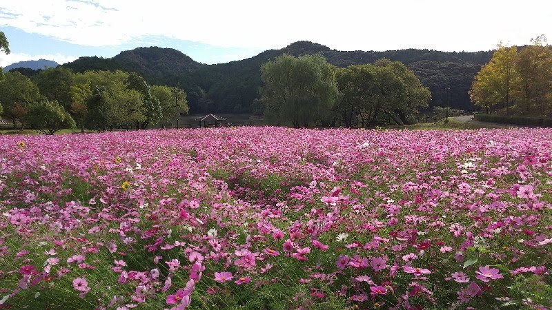 秋に行きたい愛媛のコスモス花畑、宇和島市三間町にある中山池自然公園のコスモス花畑