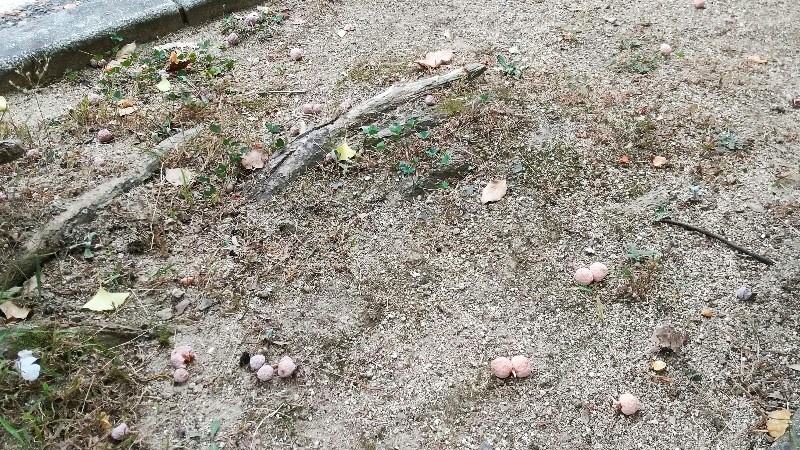 城山公園（堀之内地区）のイチョウの木から落ちた銀杏