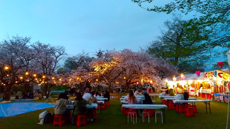 【石手川緑地公園の桜】松山市のお花見おすすめスポット、夜桜、ライトアップ、屋台やお花見会場