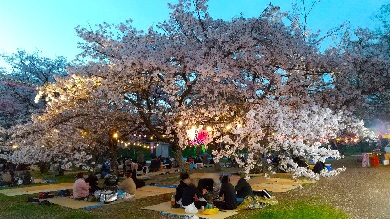 【石手川緑地公園の桜】松山市のお花見おすすめスポット、夜桜、ライトアップ、屋台やお花見会場