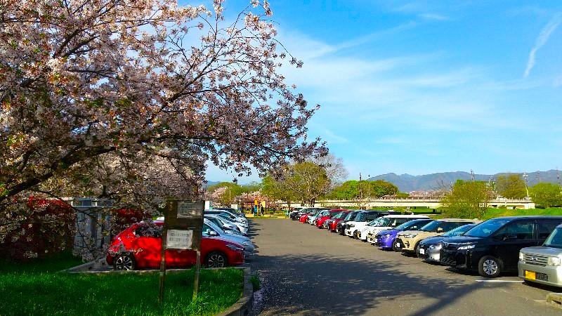 石手川緑地公園、無料駐車場（小栗1丁目地区）、おすすめの桜、お花見スポット