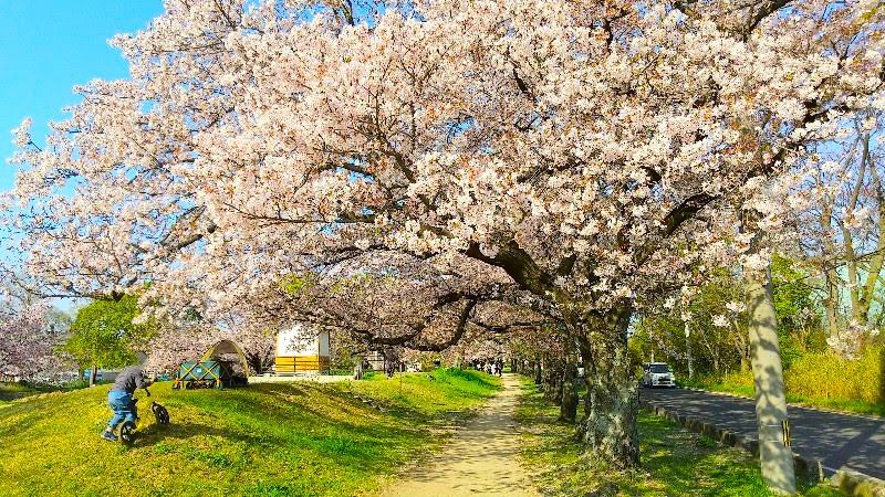 【石手川緑地公園の桜】松山市のお花見おすすめスポット