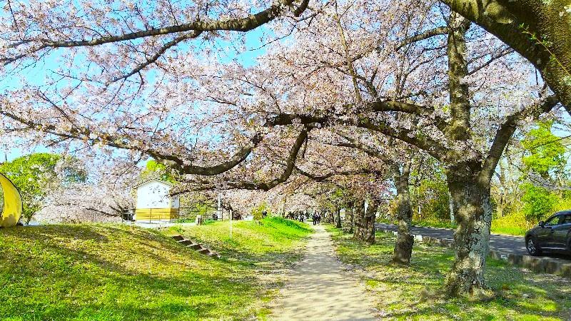 松山市おすすめのお花見会場、石手川公園の桜