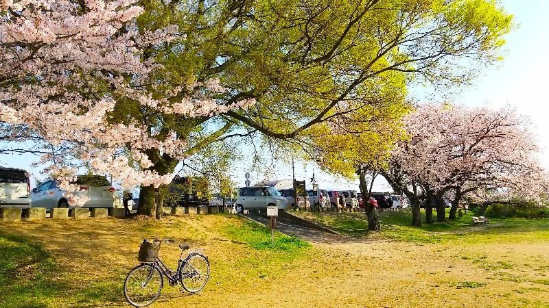 石手川でのお花見、石手川緑地の無料の駐車場、西立花地区