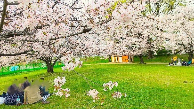 石手川緑地公園の桜】松山市のお花見おすすめスポット