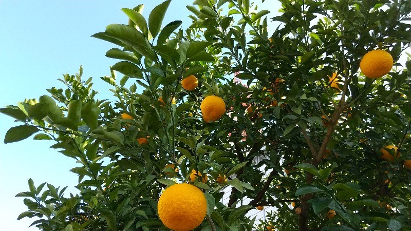 愛媛県庁に植えられた橙（だいだい）の木