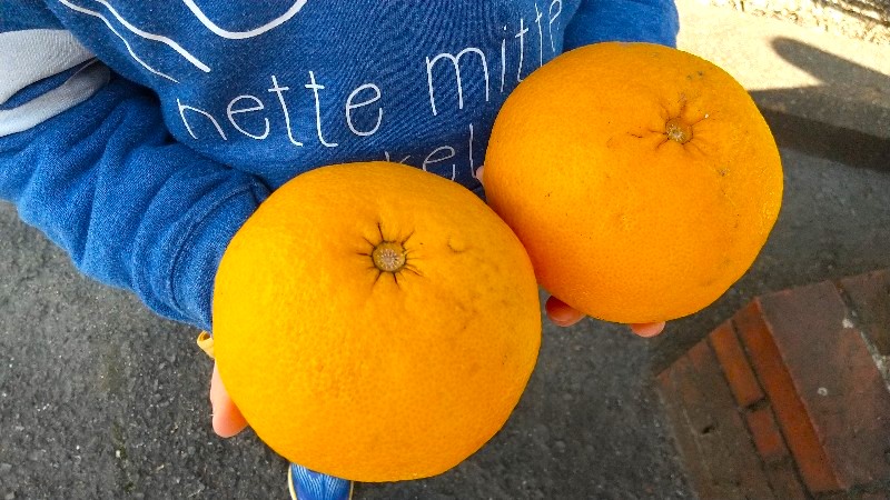 愛媛県庁に植えられた橙（だいだい）の実
