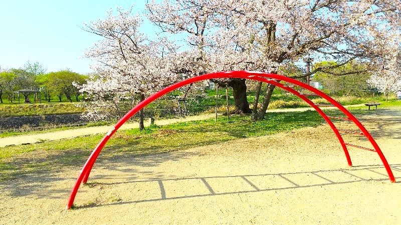 【石手川緑地公園の桜】松山市のお花見おすすめスポット、子どもが遊べる公園遊具、西立花地区の公園
