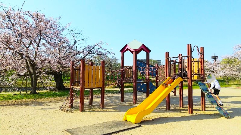 【石手川緑地公園の桜】松山市のお花見おすすめスポット、子どもが遊べる公園遊具、西立花地区の公園