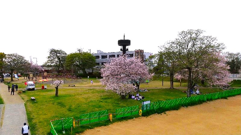 【石手川緑地公園の桜】松山市のお花見おすすめスポット、子どもが遊べる公園遊具、小栗1丁目地区の公園