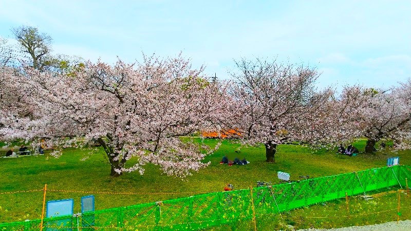 【石手川緑地公園の桜】松山市のお花見おすすめスポット