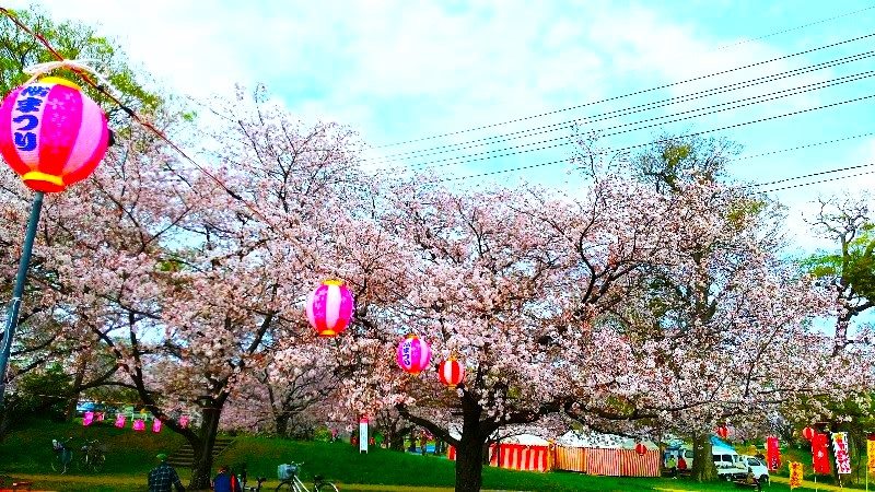 【石手川緑地公園の桜】松山市のお花見おすすめスポット、屋台やお花見会場