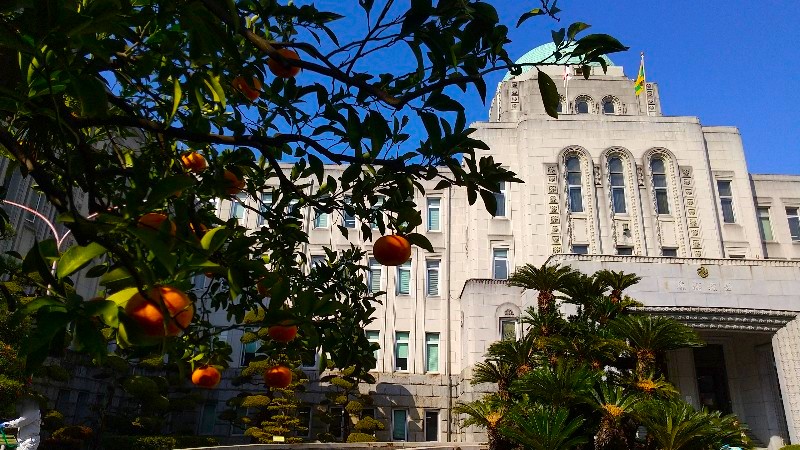 愛媛県庁に植えられた橙（だいだい）の木