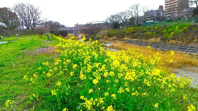 石手川緑地（東野地区）、新石手公園、アクセス・駐車場の前に咲いていた菜の花、松山市のおすすめの公園