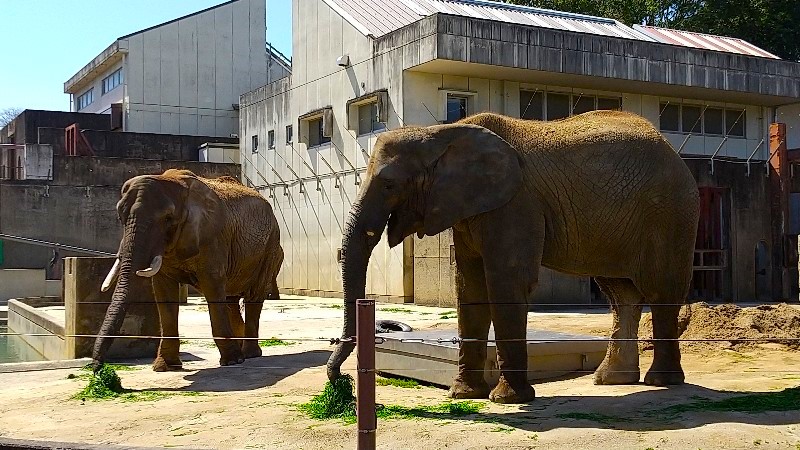 愛媛県立とべ動物園「展望レストラン SKY GARDEN」の前にある、アフリカゾウ舎