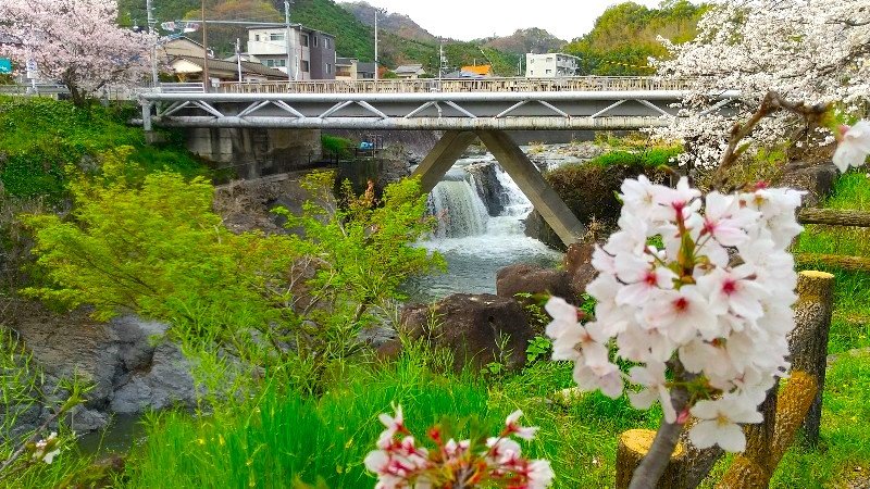 松山市 満開の桜【お花見の穴場おすすめスポット】石手川、岩堰（いわぜき）