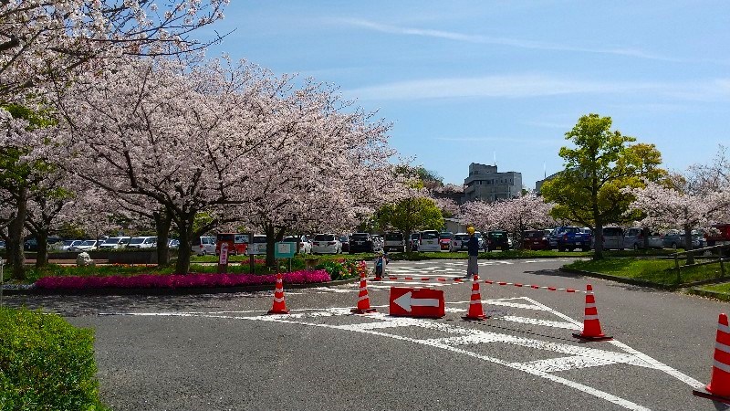 松山総合公園【桜の名所】絶景のお花見スポット！第3駐車場、無料駐車場のレビュー・口コミ
