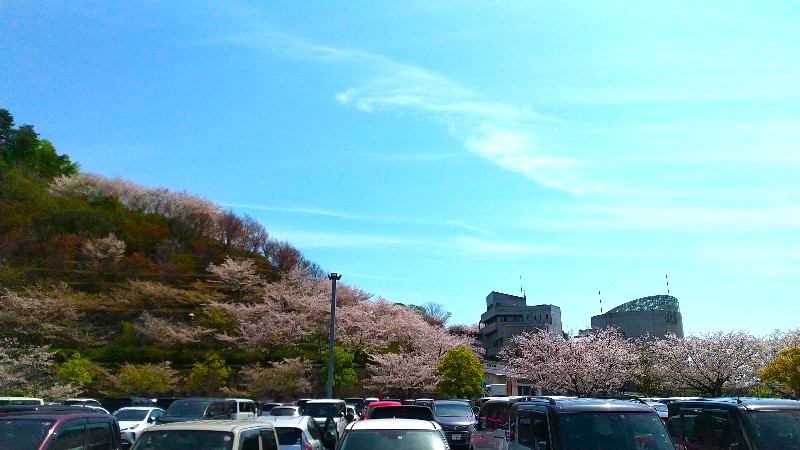 松山総合公園【桜の名所】絶景のお花見スポット！無料駐車場のレビュー・口コミ