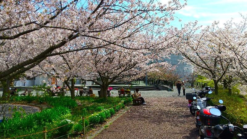 松山総合公園の絶景の桜、おすすめのお花見スポット、花のテラス・動物愛護センター・総合管理棟を口コミ・レビュー
