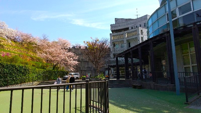 松山総合公園の絶景の桜、おすすめのお花見スポット、総合管理棟、口コミ・レビュー