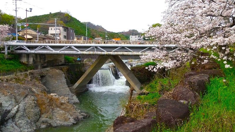 松山市、石手川の「岩堰（いわぜき）」お花見の穴場スポット口コミ・レビュー