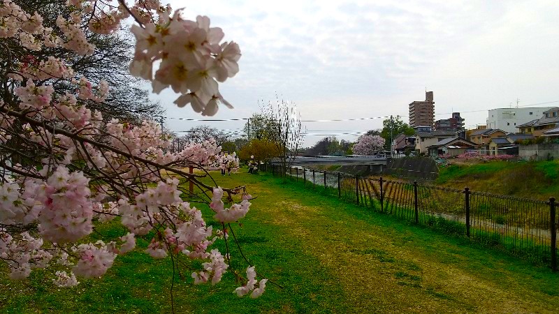 松山市 満開の桜【お花見の穴場スポット】新石手公園