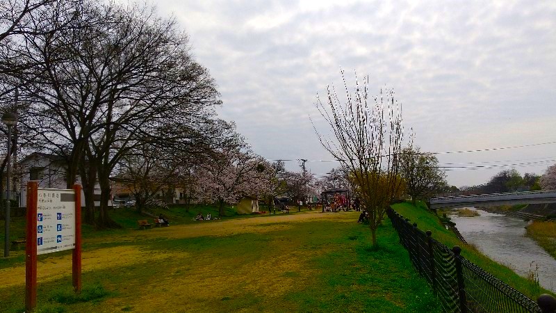 松山市 満開の桜【お花見の穴場おすすめスポット】新石手公園